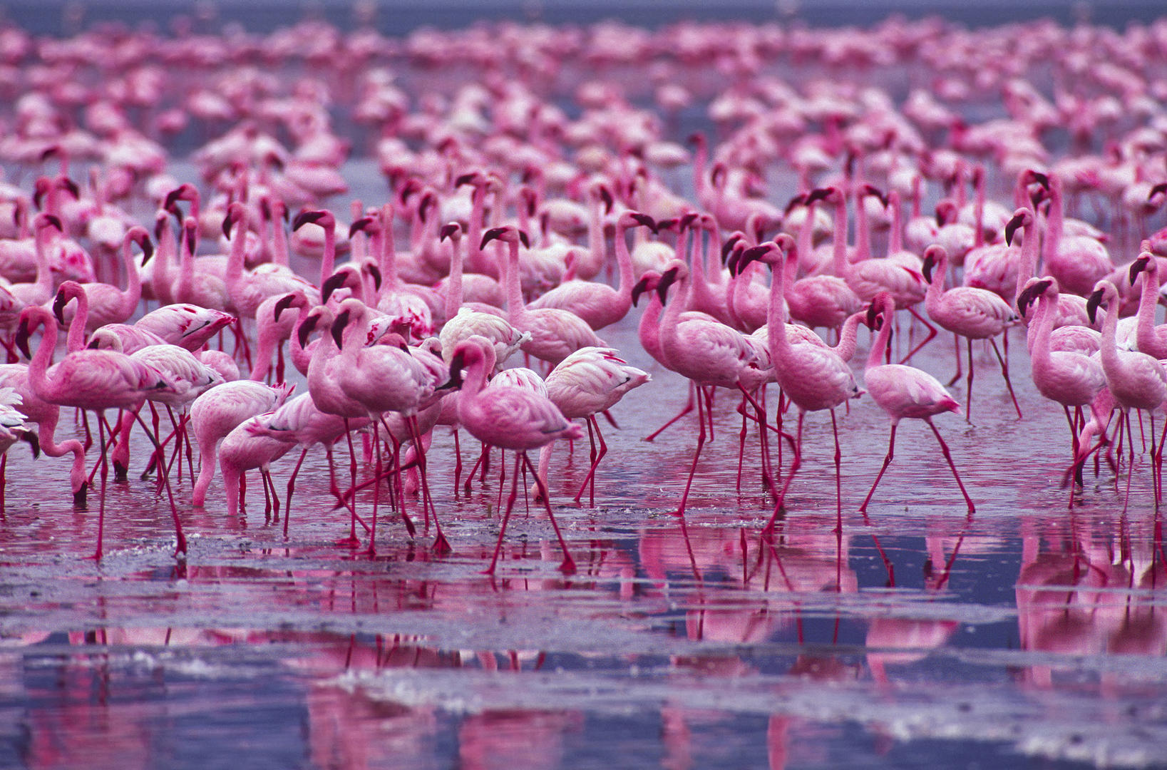 Crowd results | Pink is Pretty (in colour) - General photo contest ...