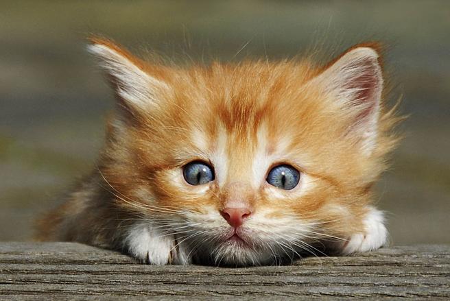 Brief and entries | Black Kittens and Orange Kittens (in colour) - Pet ...