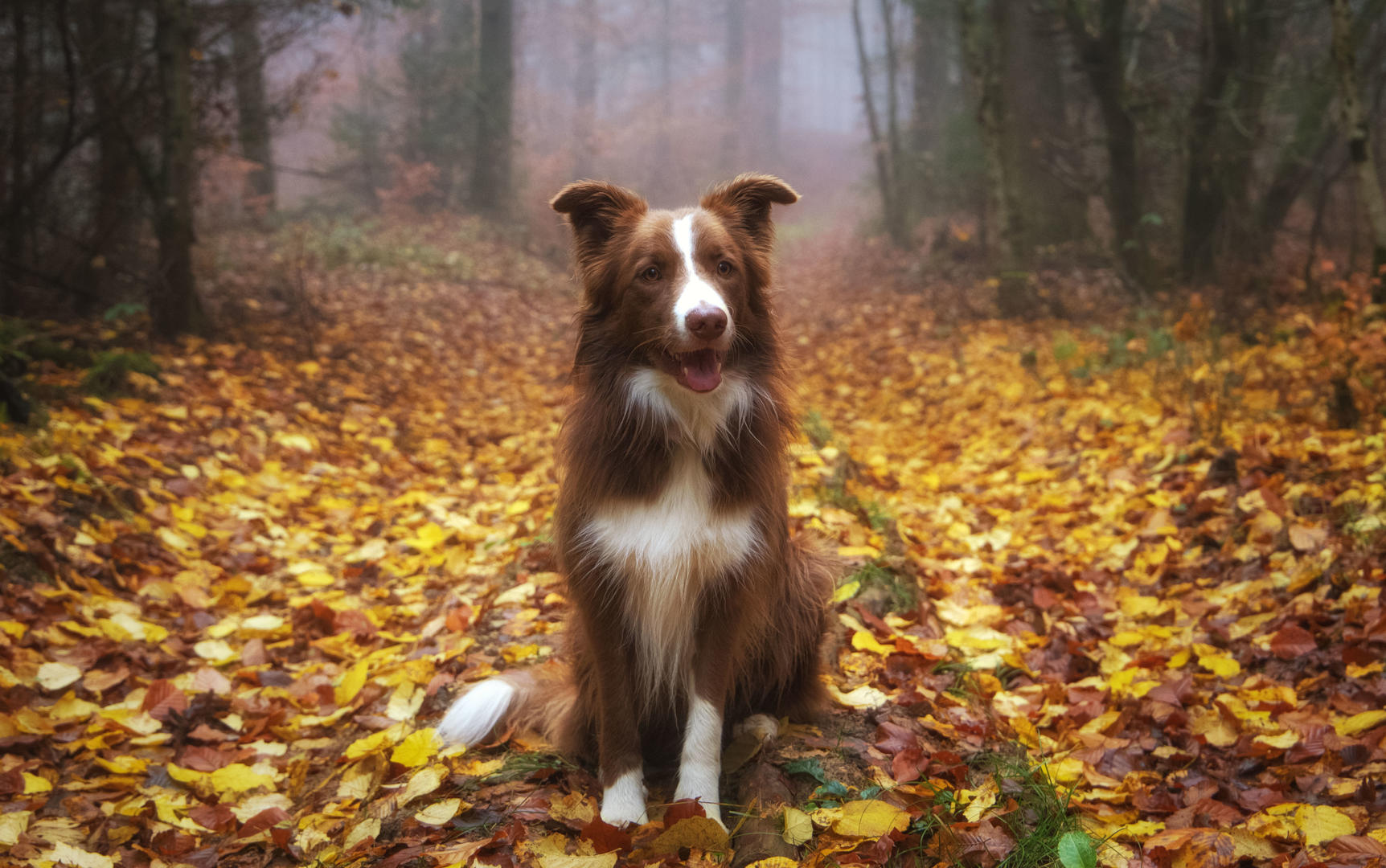 dogs-sitting-dog-photo-contest-photocrowd-photo-competitions