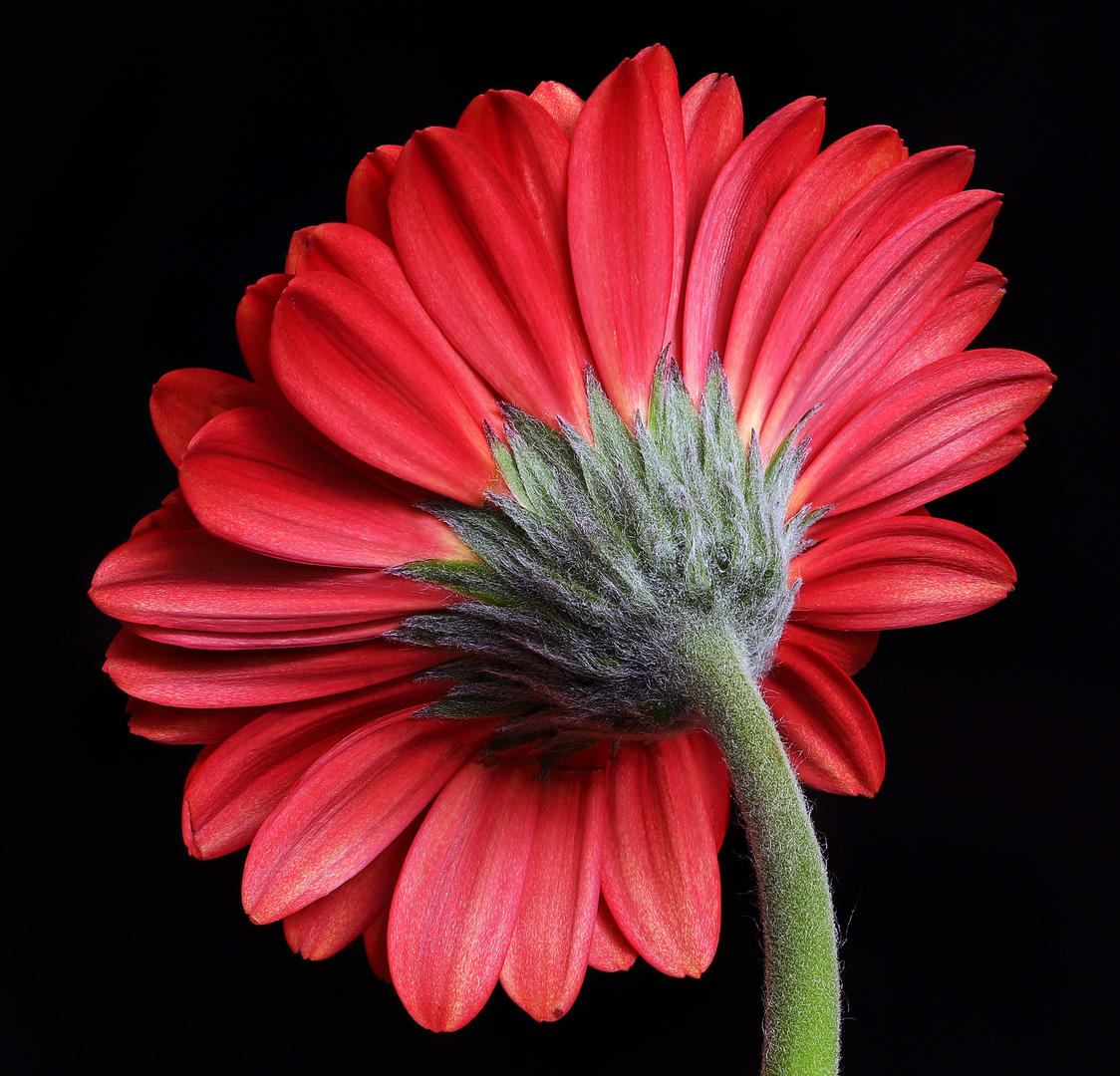 Expert choices | The Back of a Flower - Flower photo contest ...