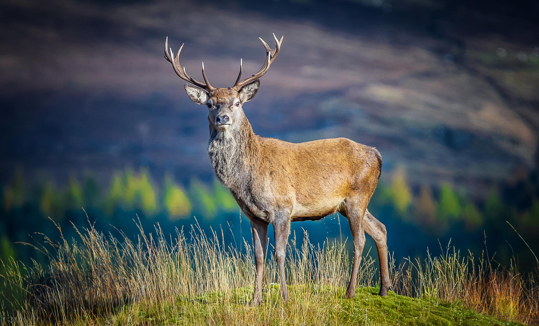 Wild Deer - Wildlife photo contest | Photocrowd photo competitions ...