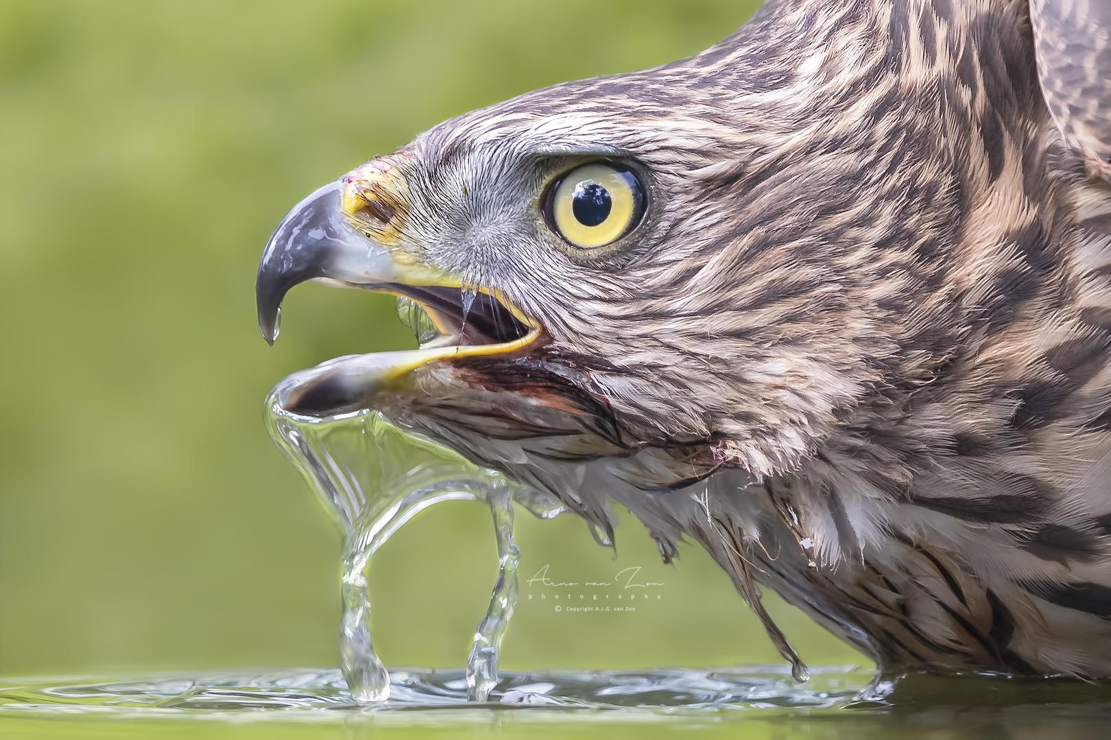 animals-drinking-water-no-people-animals-photo-contest-photocrowd