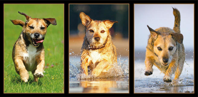 Crowd results | Dog Related Triptych - Dog photo contest | Photocrowd ...