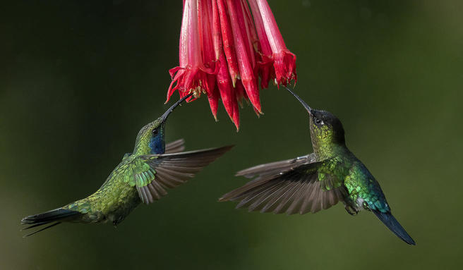 Hummingbirds in their Natural Habitat - Bird photo contest | Photocrowd ...