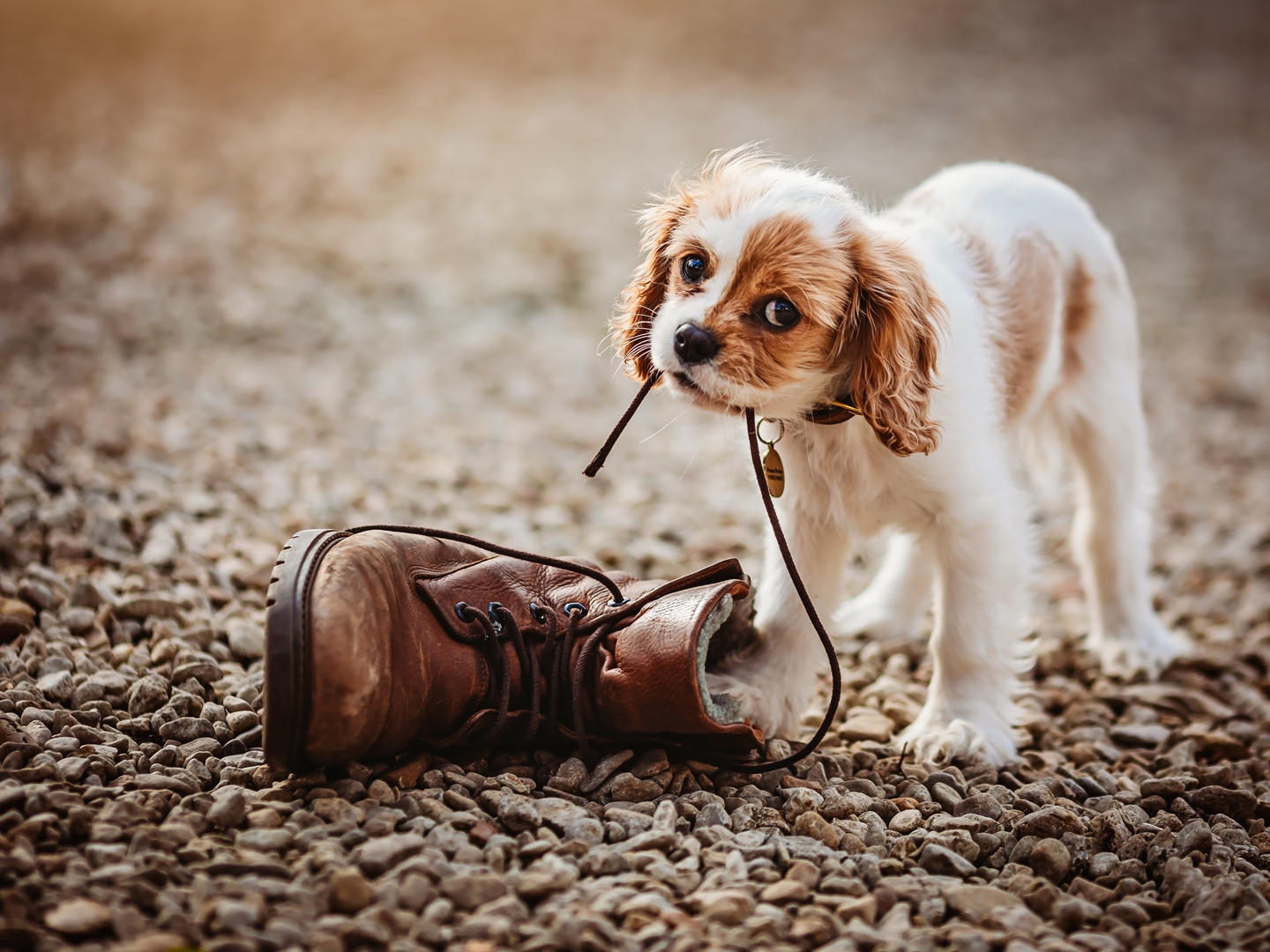 dogs-behaving-badly-dog-photo-contest-photocrowd-photo-competitions