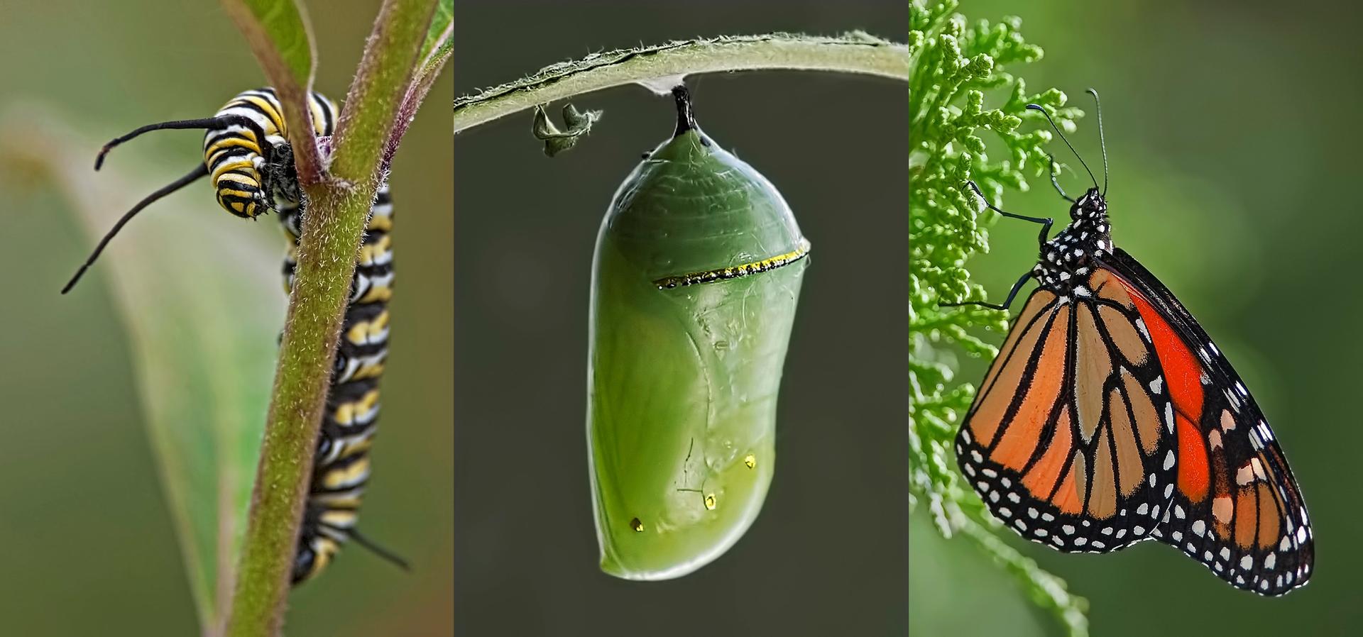 Triptych Insects on Plants - Macro photo contest | Photocrowd photo ...