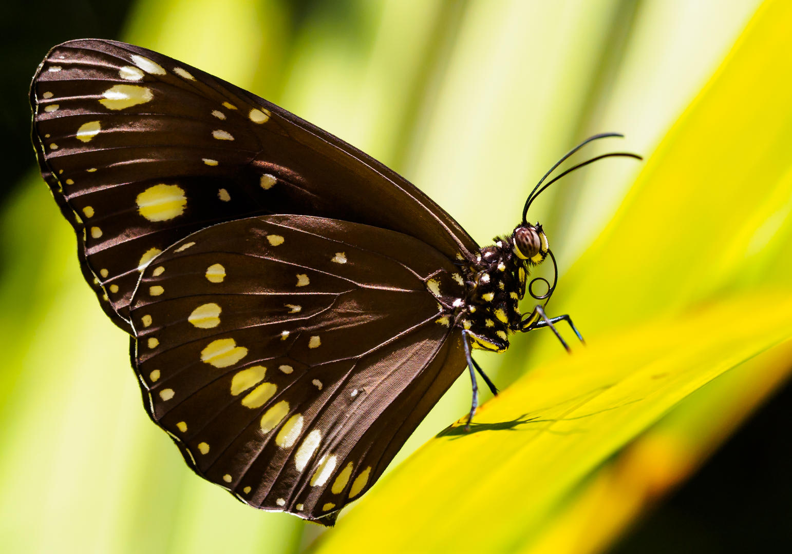 brief-and-entries-butterflies-and-moths-animals-photo-contest