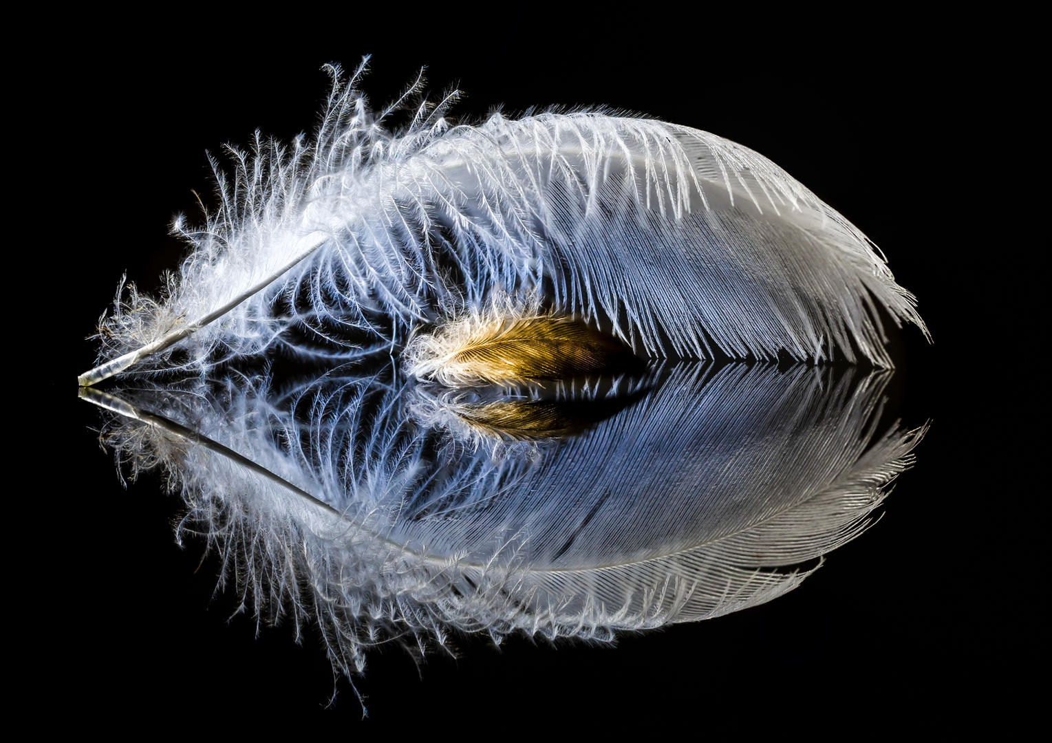 Feathers (not on birds) - Still life photo contest | Photocrowd photo ...