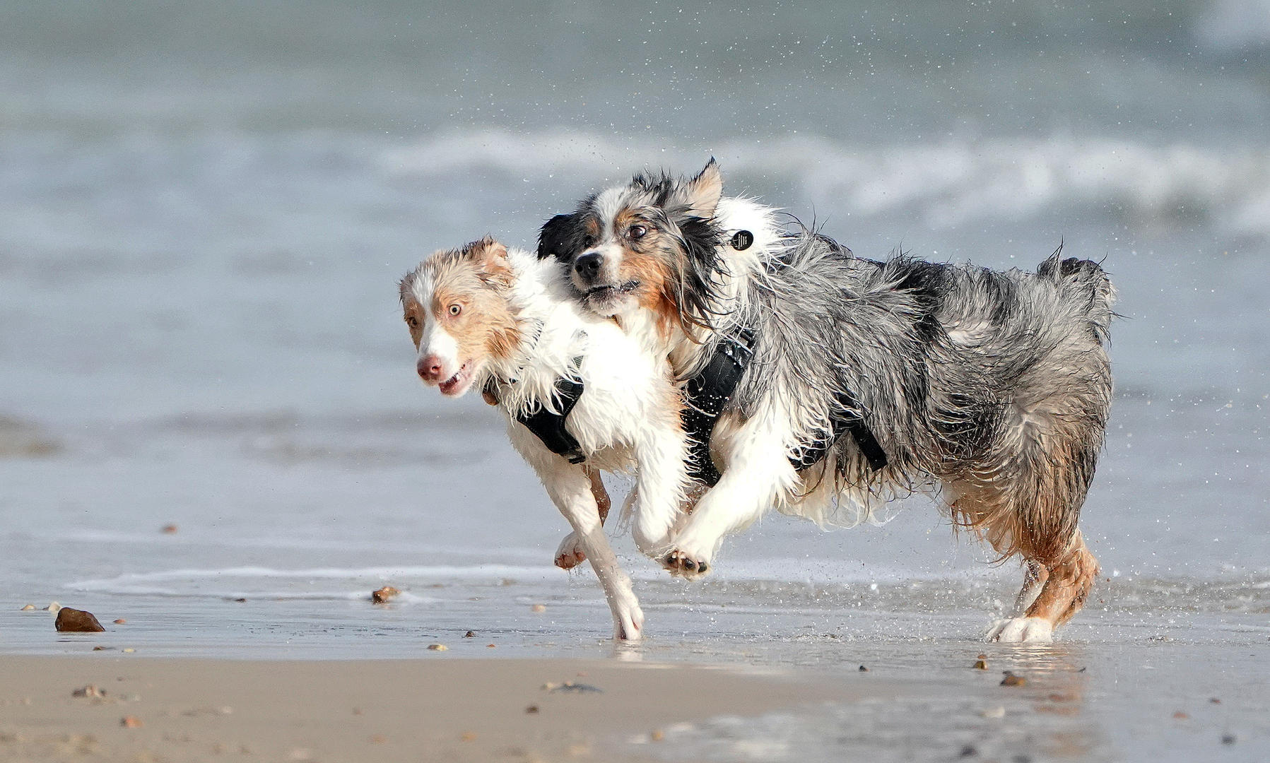 Crowd results | Dogs Playing - Dog photo contest | Photocrowd photo ...