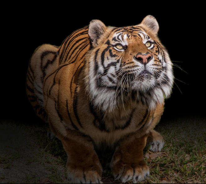 Animals Looking Up - Animals photo contest | Photocrowd photo ...