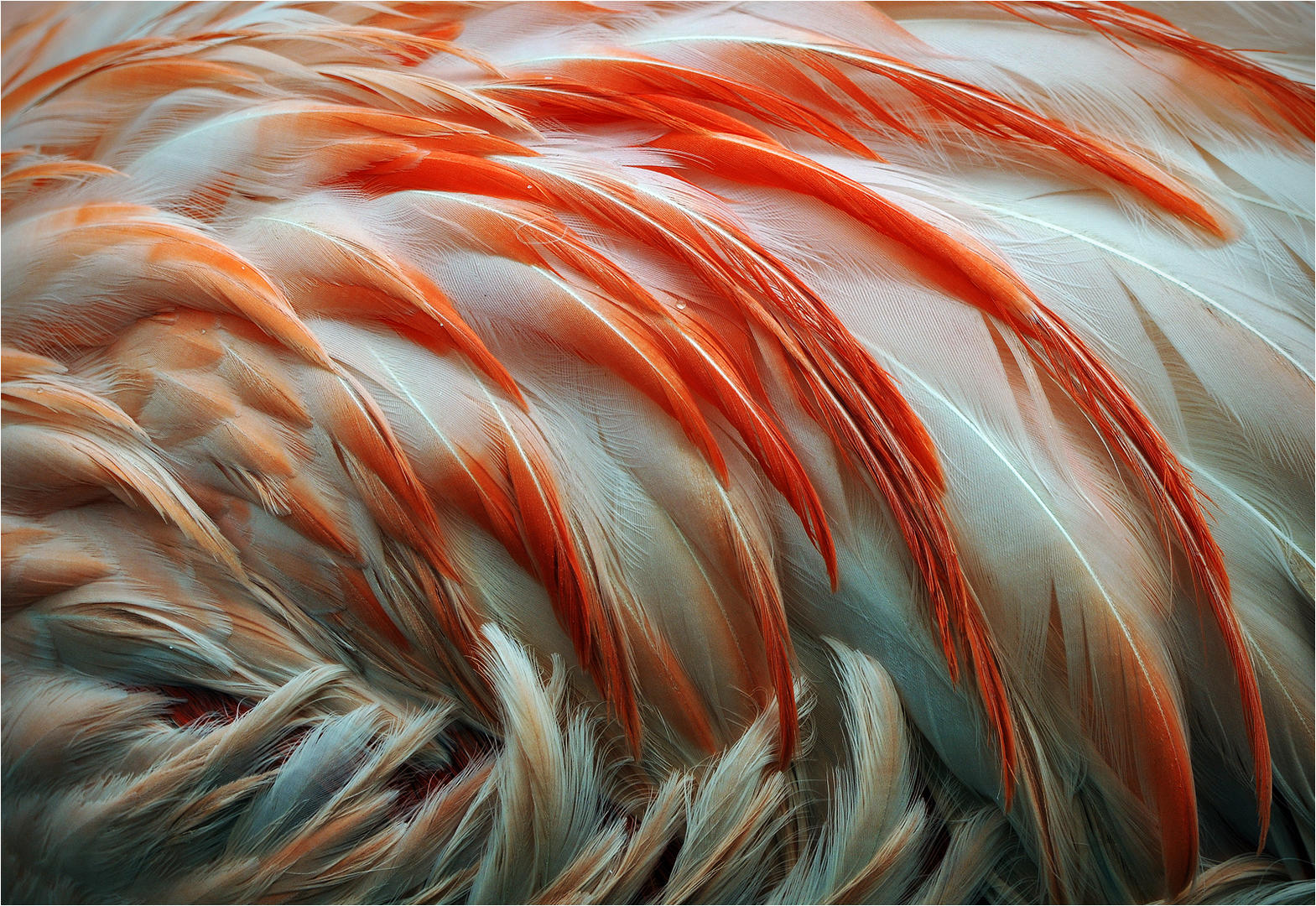 Feathers - Bird photo contest | Photocrowd photo competitions ...