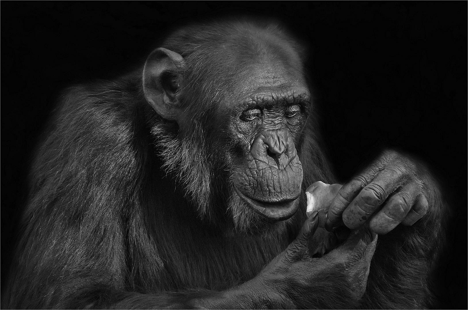 Brief and entries | Monkeys and Apes in Black and White - Animals photo ...