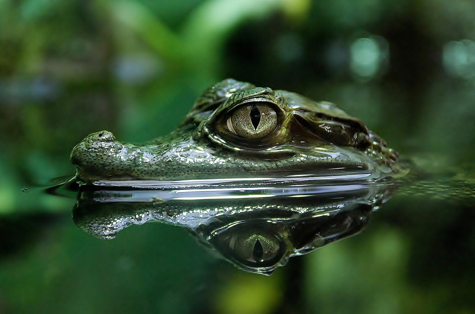 Reptiles in the Wild (in colour) - Animals photo contest | Photocrowd