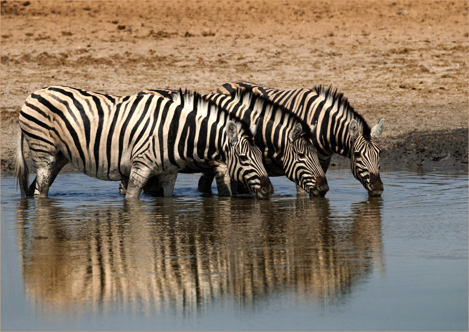 Animals Drinking Water (No People) - Animals photo contest | Photocrowd ...