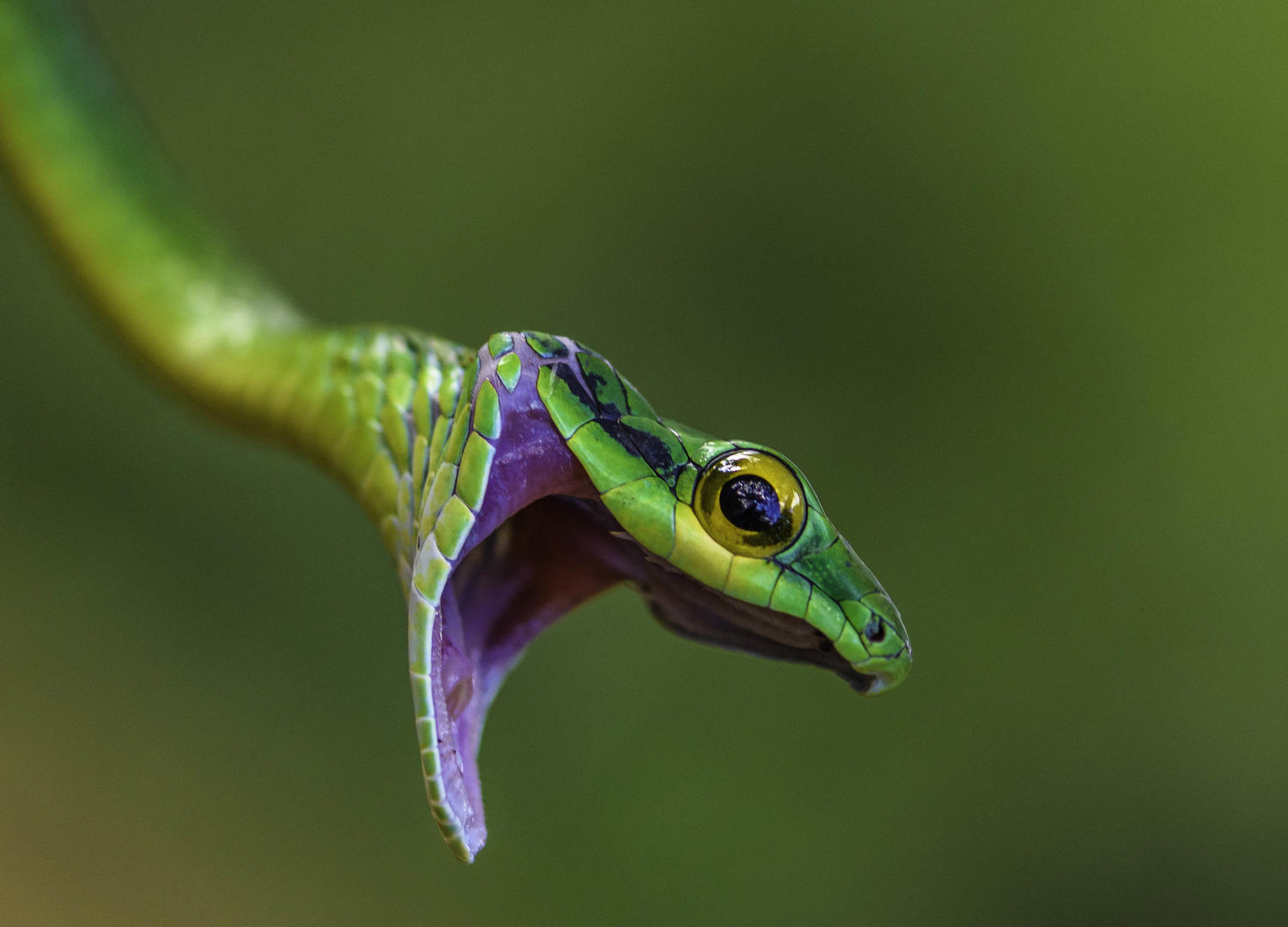 Snakes (no people) - Wildlife photo contest | Photocrowd photo ...