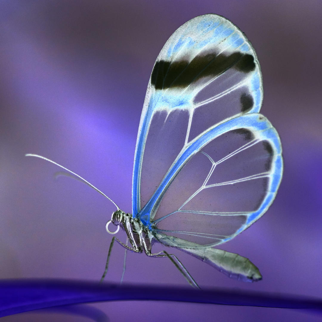 Butterflies with Inverted Colours - Insect photo contest | Photocrowd ...