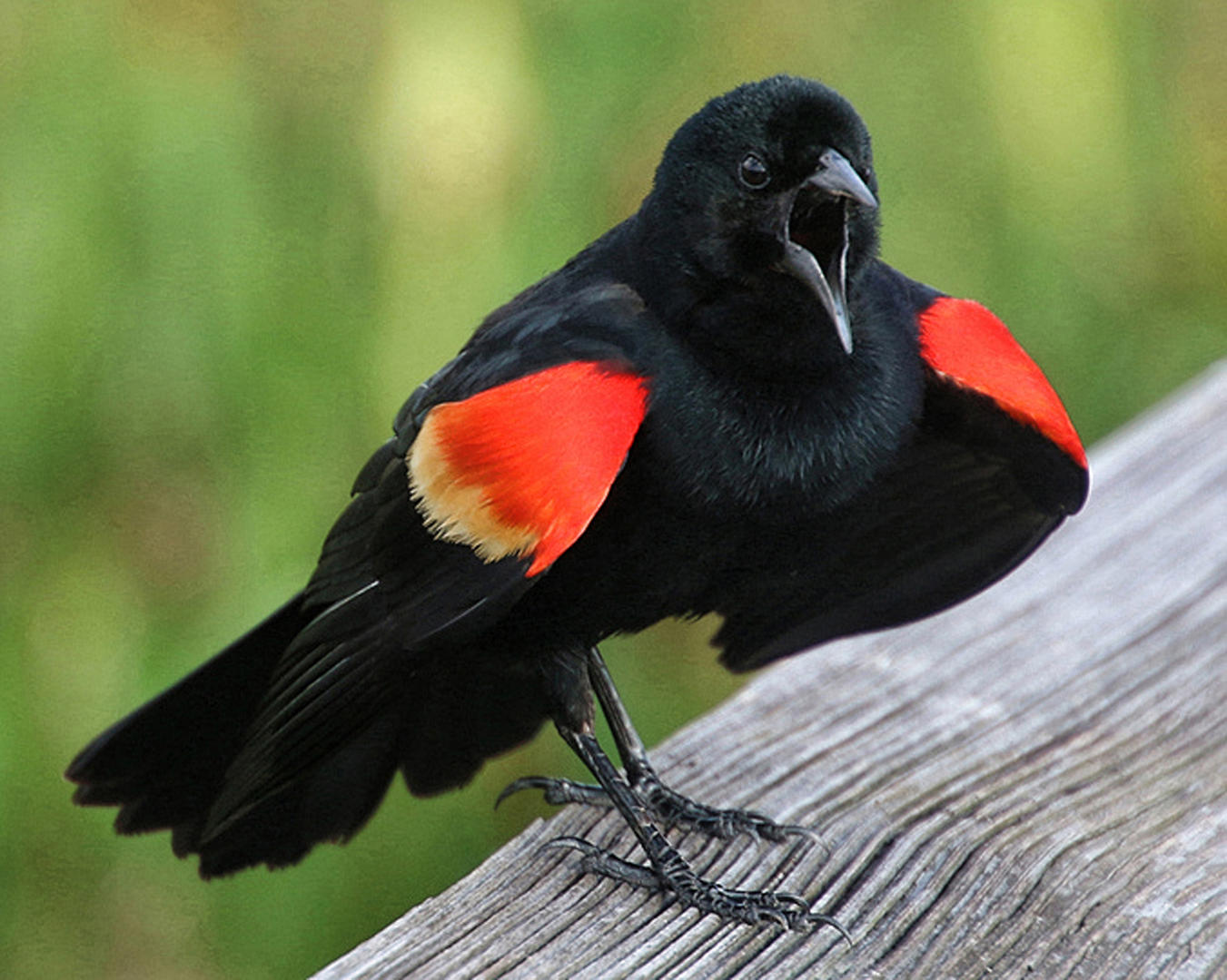 Brief And Entries | Red-Winged Blackbirds (in Colour) - Bird Photo ...