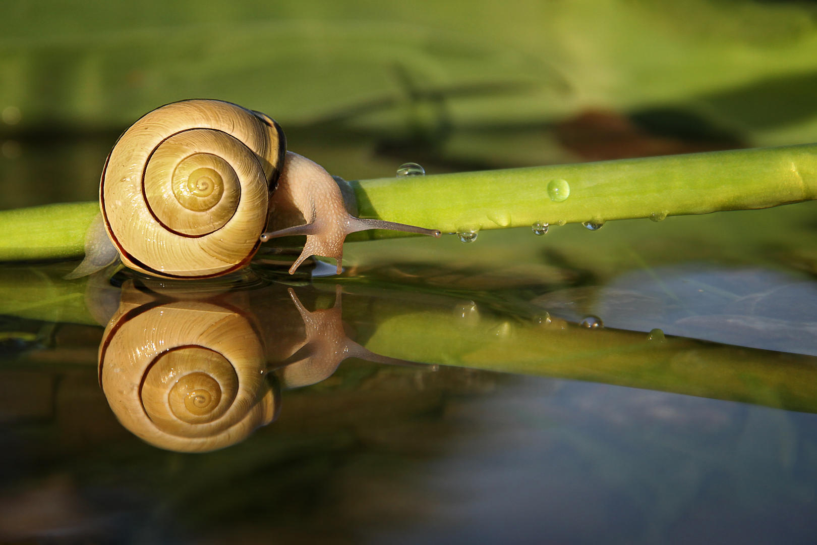 Brief and entries | Slugs and Snails - Animals photo contest ...