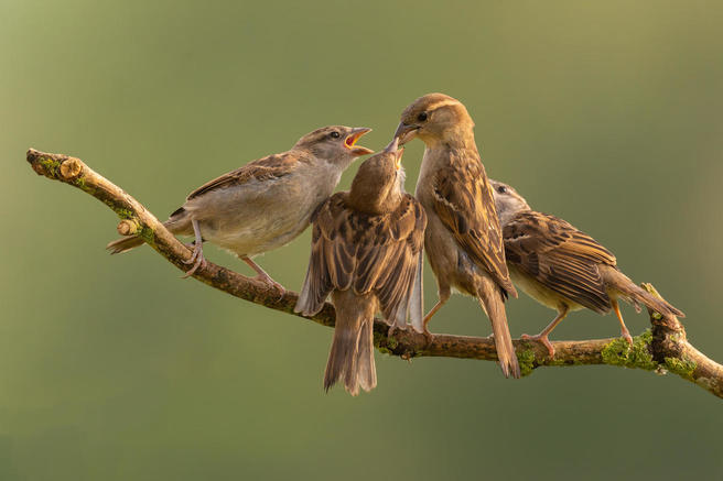 Crowd results | Small Brown Birds - Bird photo contest | Photocrowd ...