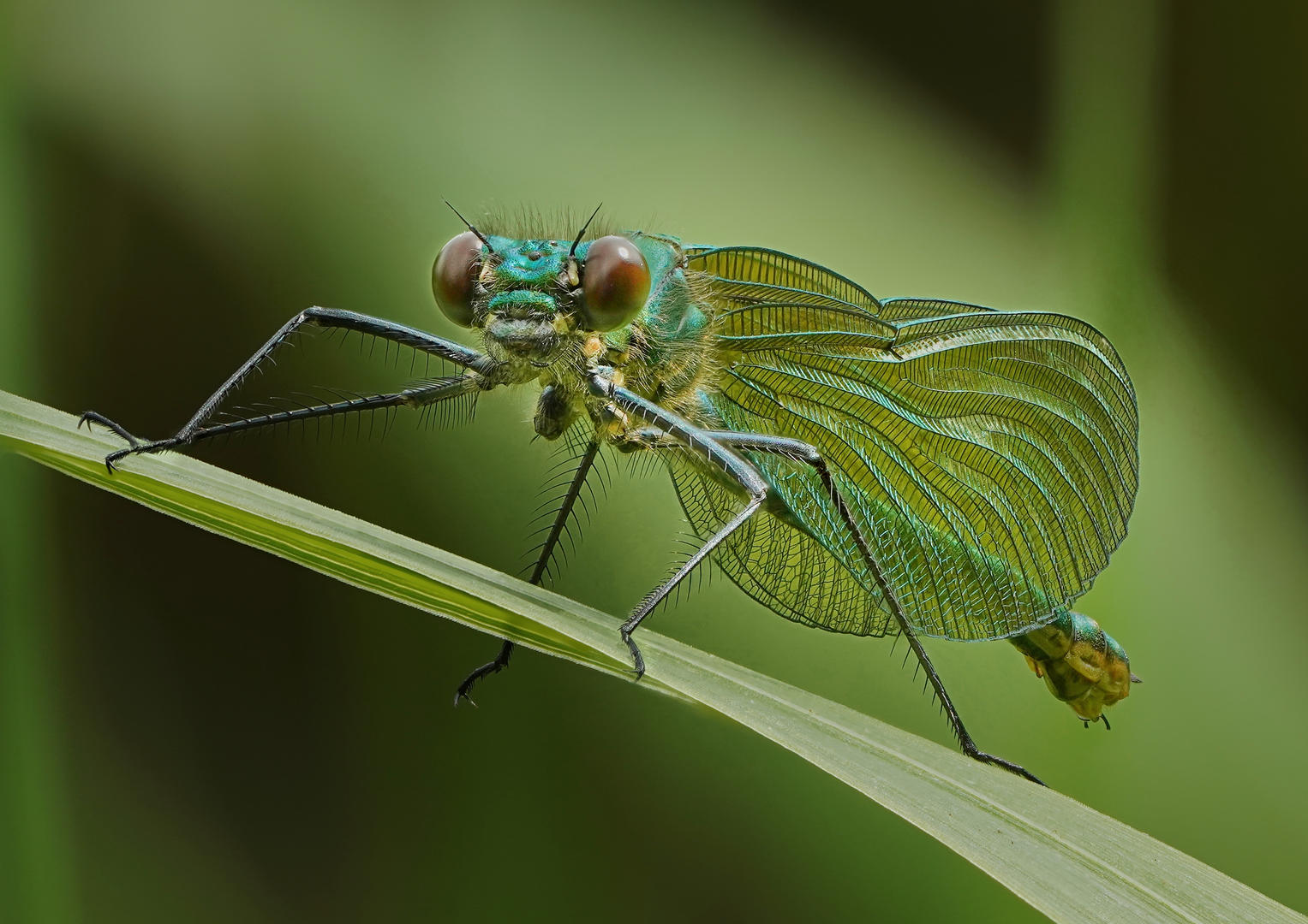 Damselflies - Insect Photo Contest | Photocrowd Photo Competitions ...