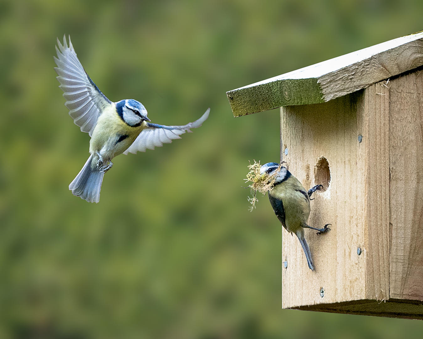 Birds Building Nests Bird photo contest Photocrowd photo