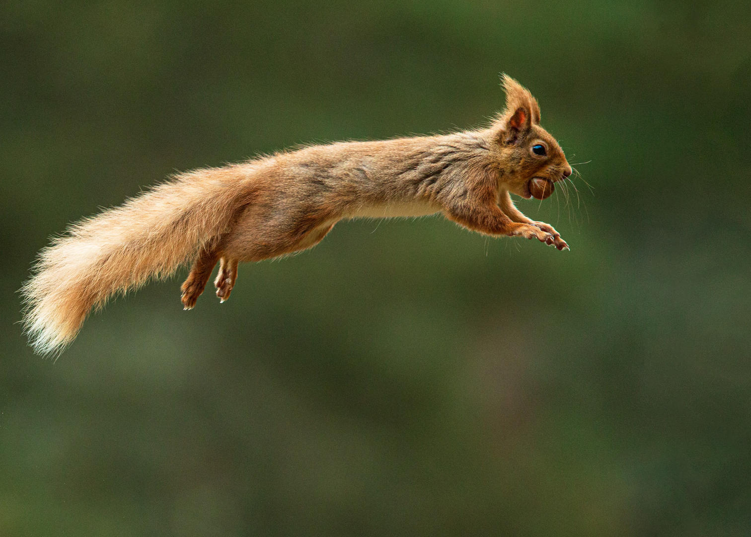 Animals Jumping - Animals photo contest | Photocrowd photo competitions