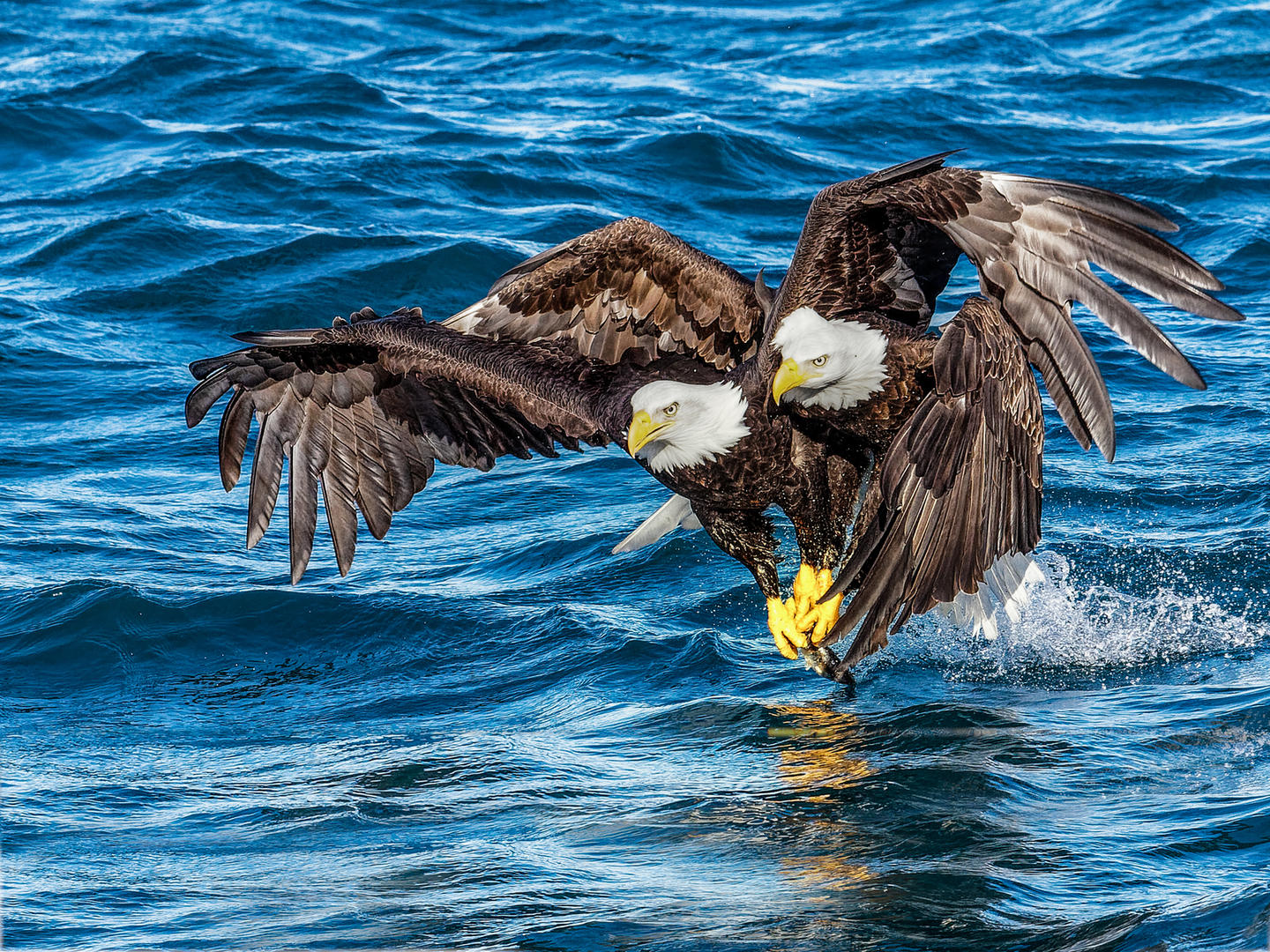 Crowd results Wild Birds Tussling with Other Wild Birds Bird photo