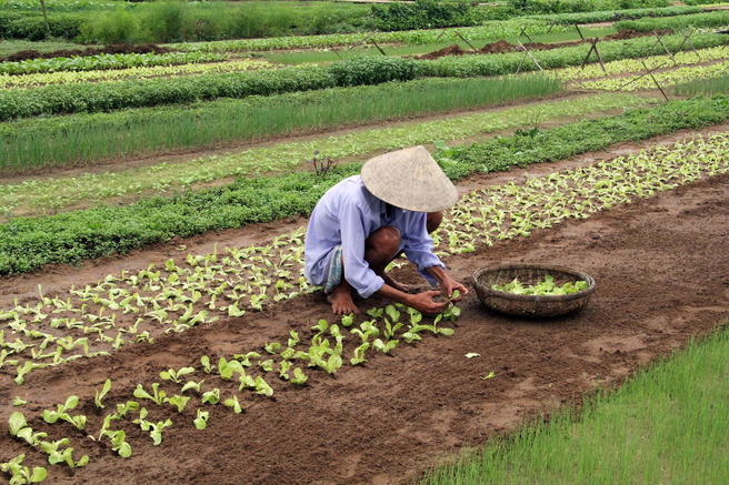 Crowd results | In the Vegetable Garden (in colour) - General photo ...