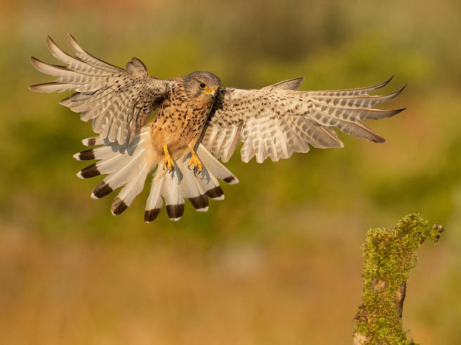 Animals in Flight - Animals photo contest | Photocrowd photo