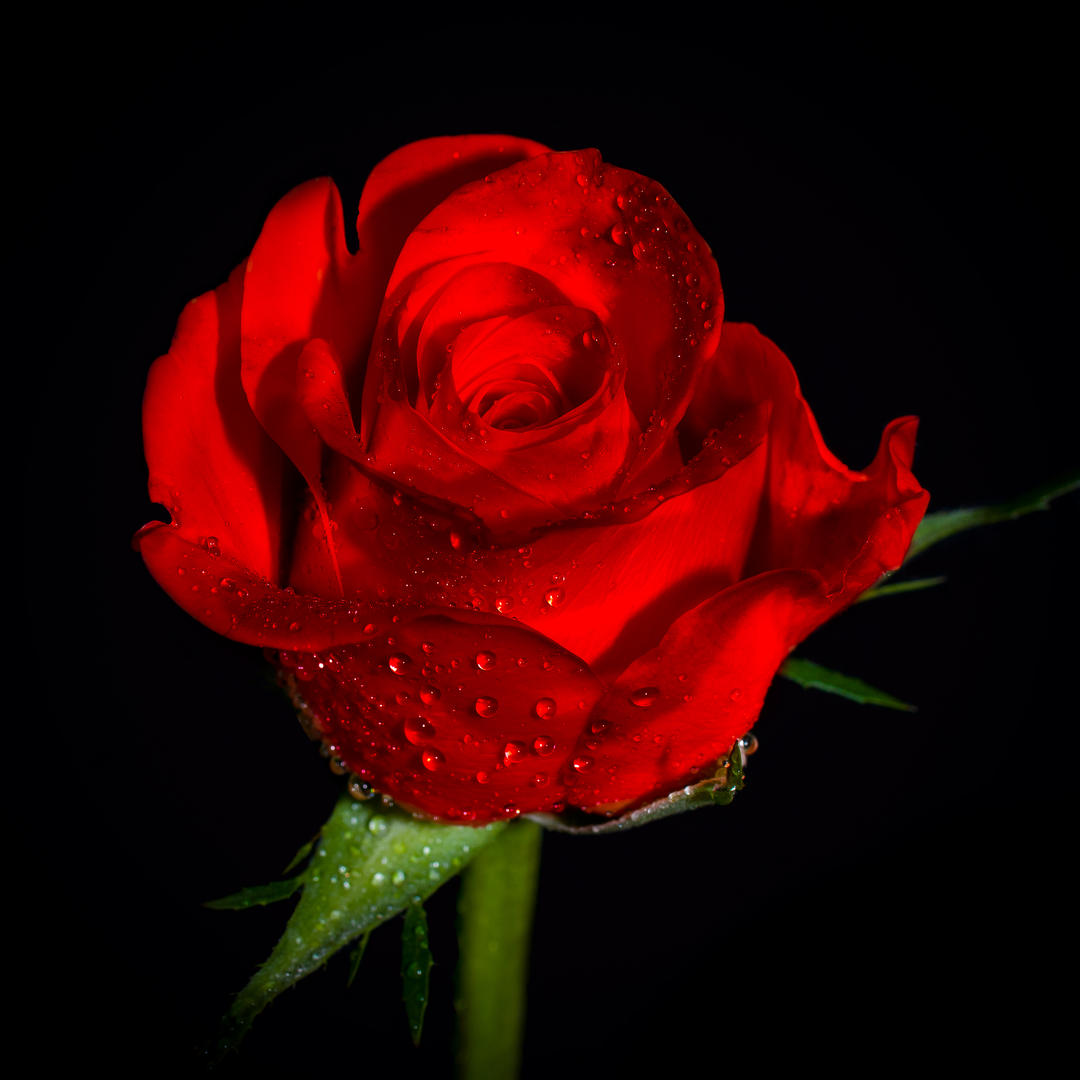 Brief and entries | Red Roses (colour only) - Flower photo contest ...