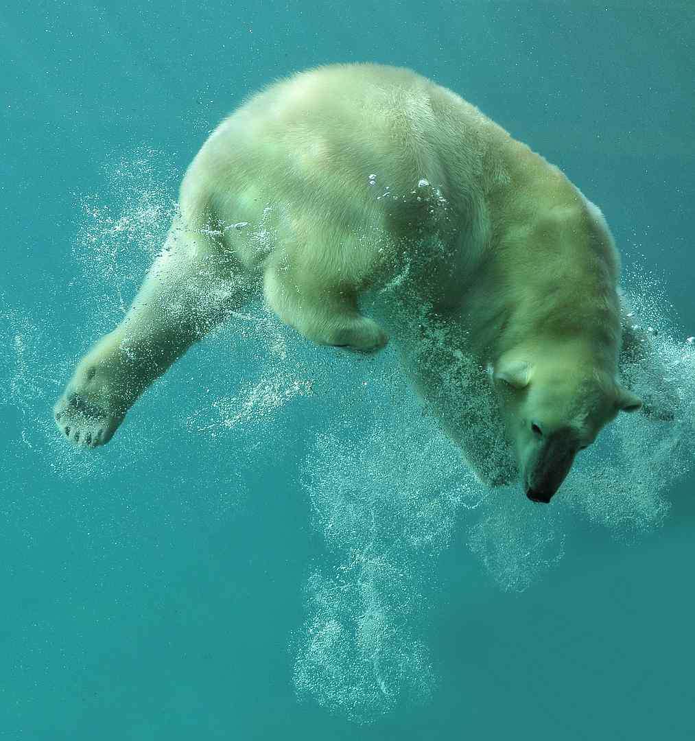 polar bear by Tilly Meijer | Photocrowd photo competitions & community site