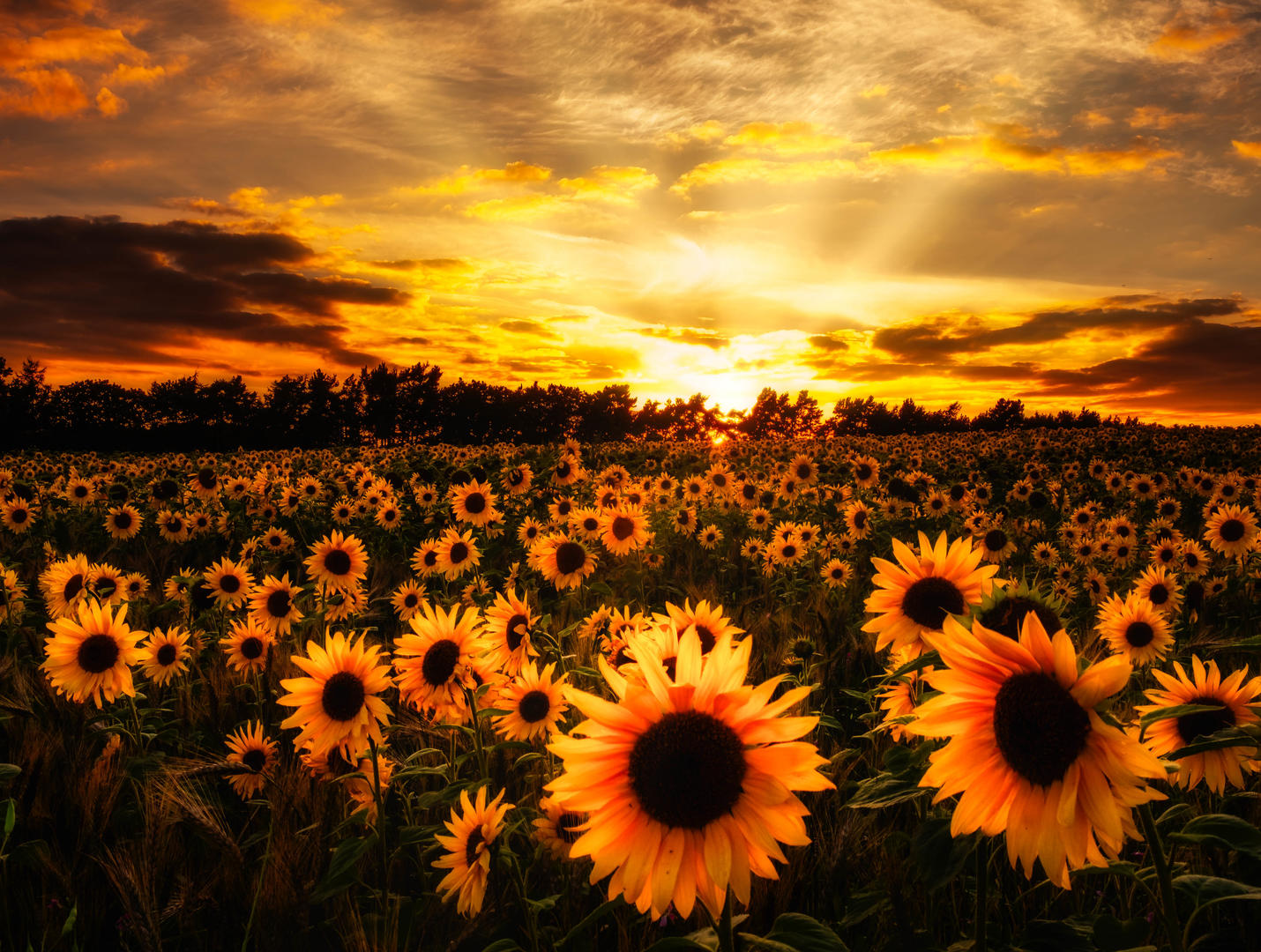 Sunflowers - Flower photo contest | Photocrowd photo competitions ...