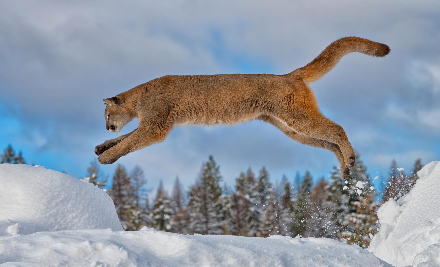 Cats in Mid-Air - Animals photo contest | Photocrowd photo competitions ...