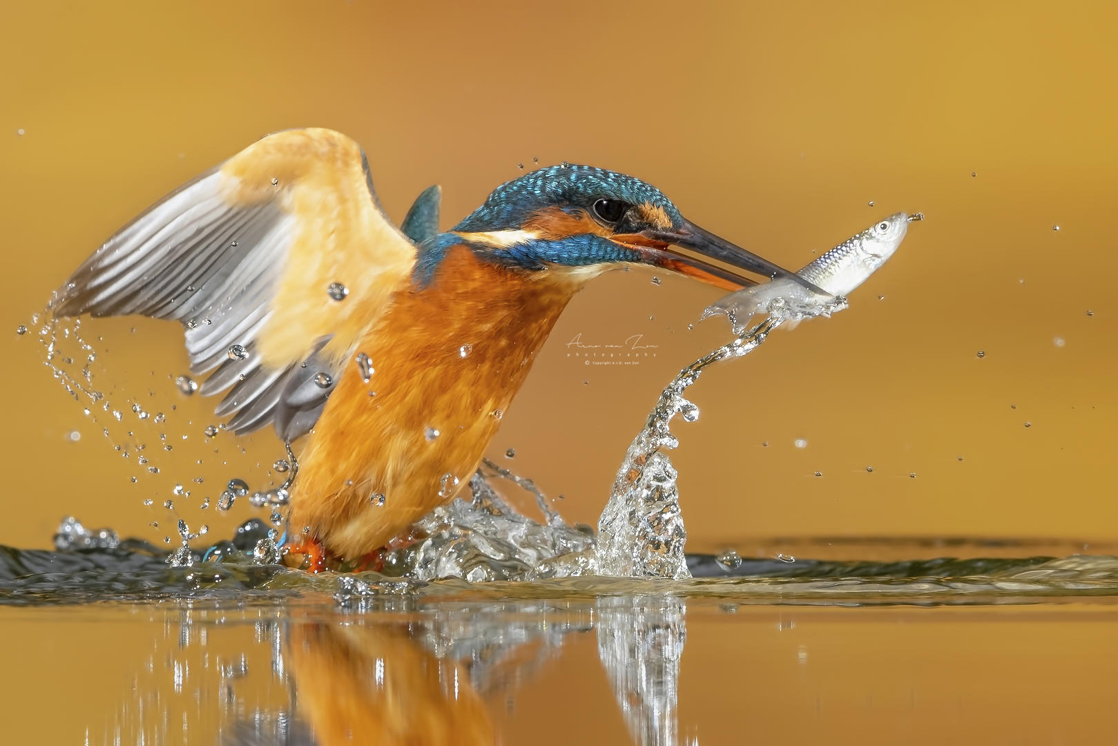 Crowd results | Birds that Live Near or On Water - Bird photo contest