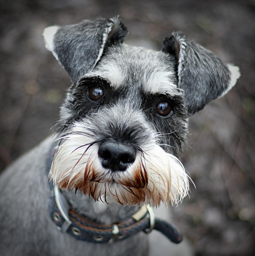 Expert choices | Schnauzers - Dog photo contest | Photocrowd photo ...