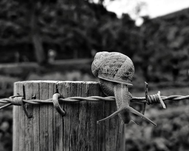 Crowd results | Garden Snails in Black and White - Animals photo