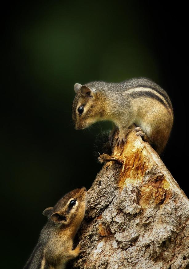 Crowd results | Chipmunks - Animals photo contest | Photocrowd photo