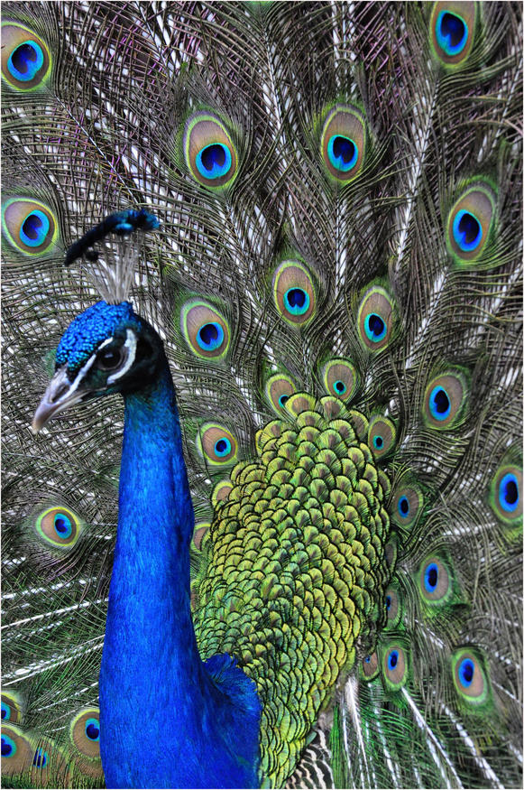 Crowd results | Peacocks and Peacock Feathers (in colour) - Bird photo ...