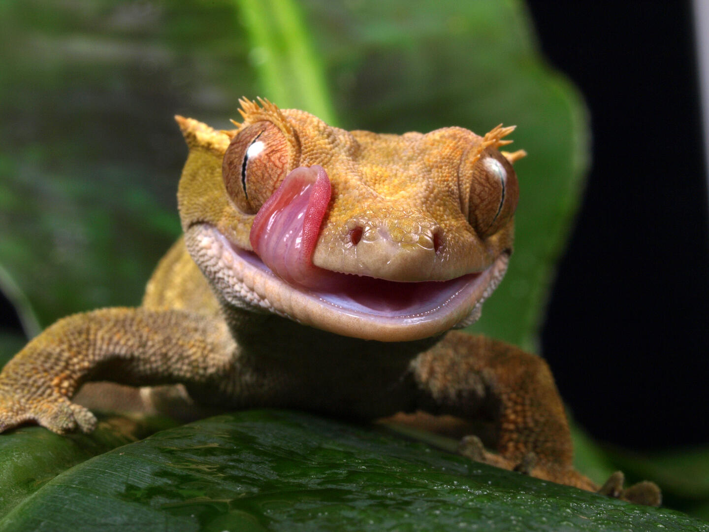 Tongues Out - Animals photo contest | Photocrowd photo competitions ...