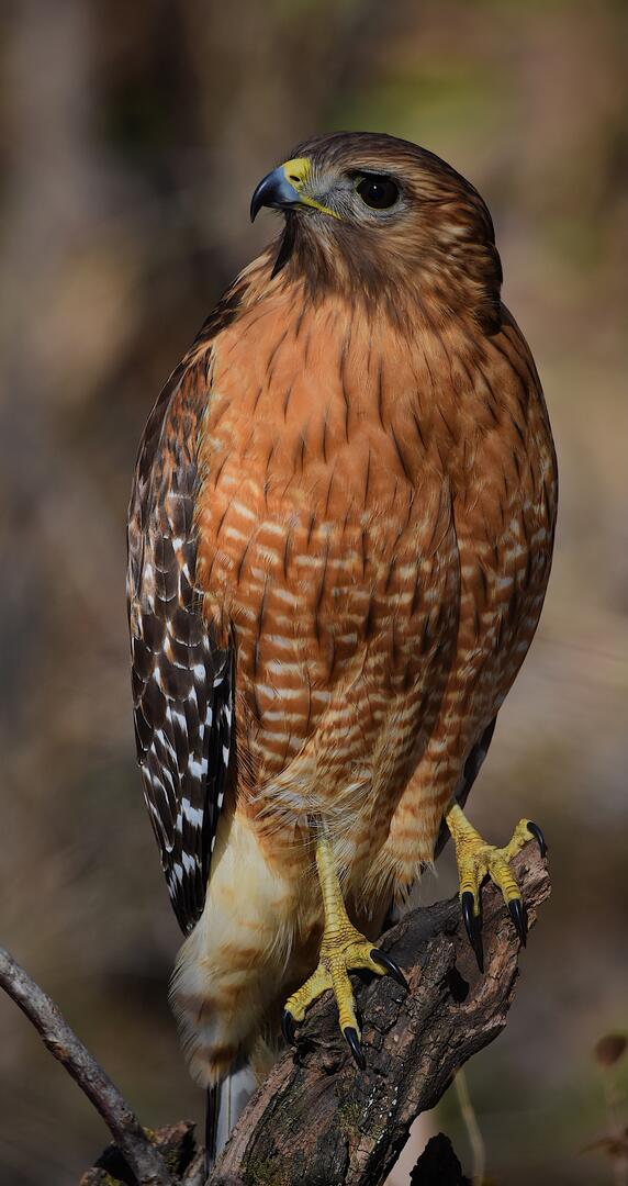 Hawks Standing or Perching (no hawks in flight) - Bird photo contest ...