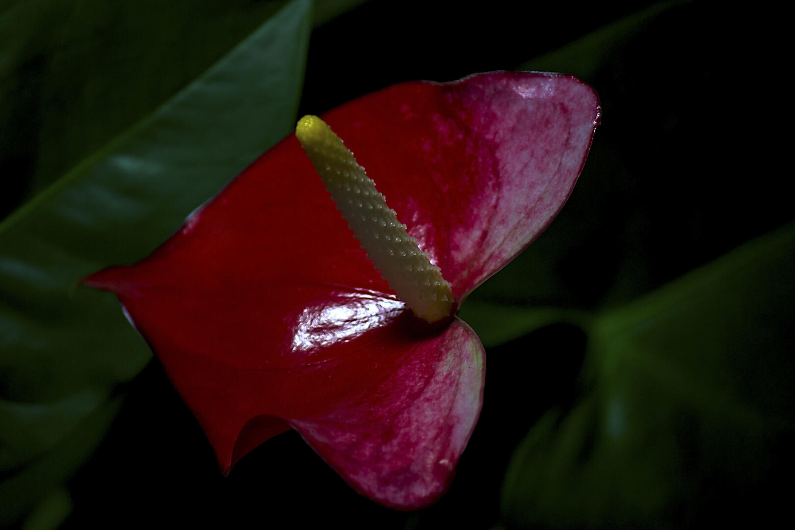 Photo entered in A Beautiful Single Flower | Photocrowd photo ...