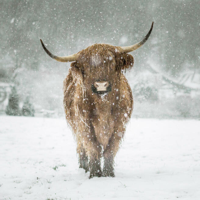 Crowd results | Cattle (no calves) - Animals photo contest | Photocrowd ...