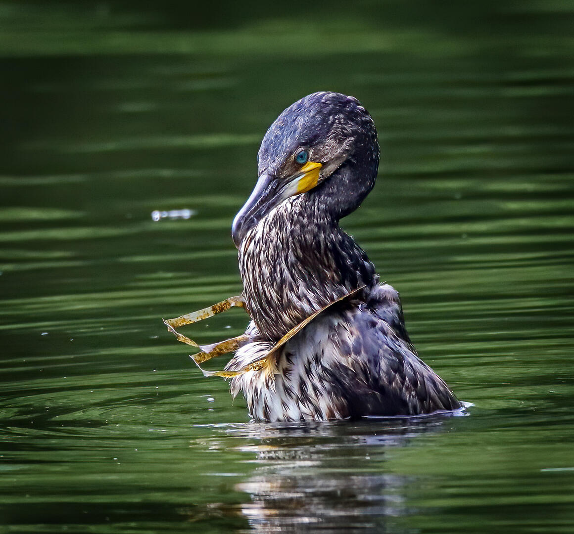 Plastic Pollution - Documentary photo contest | Photocrowd photo ...