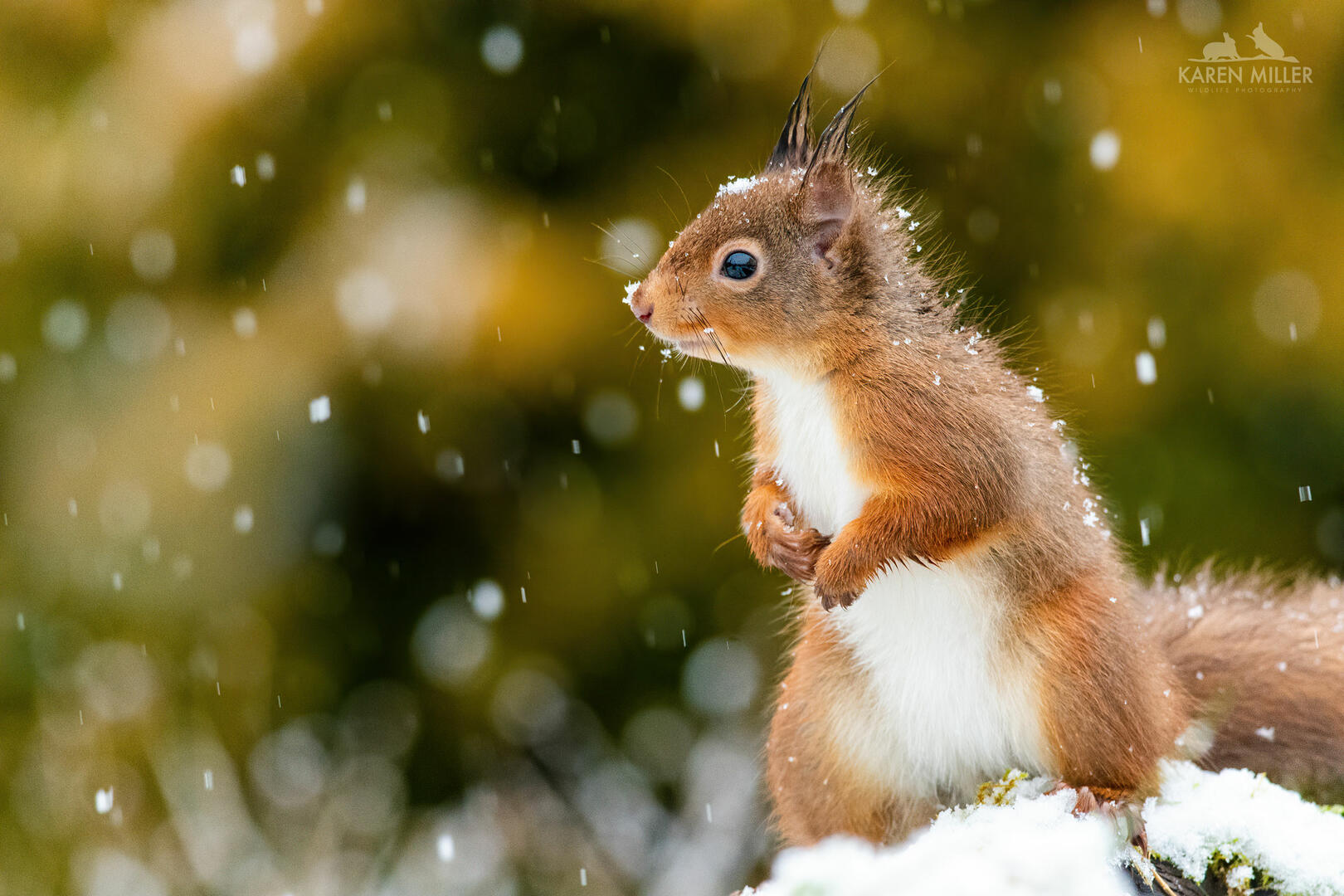 Wildlife in the Snow - Wildlife photo contest | Photocrowd photo ...