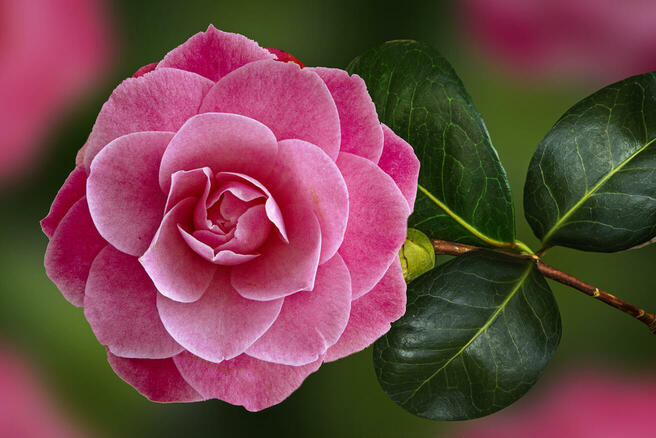 Crowd results | Camellias (in colour) - Flower photo contest