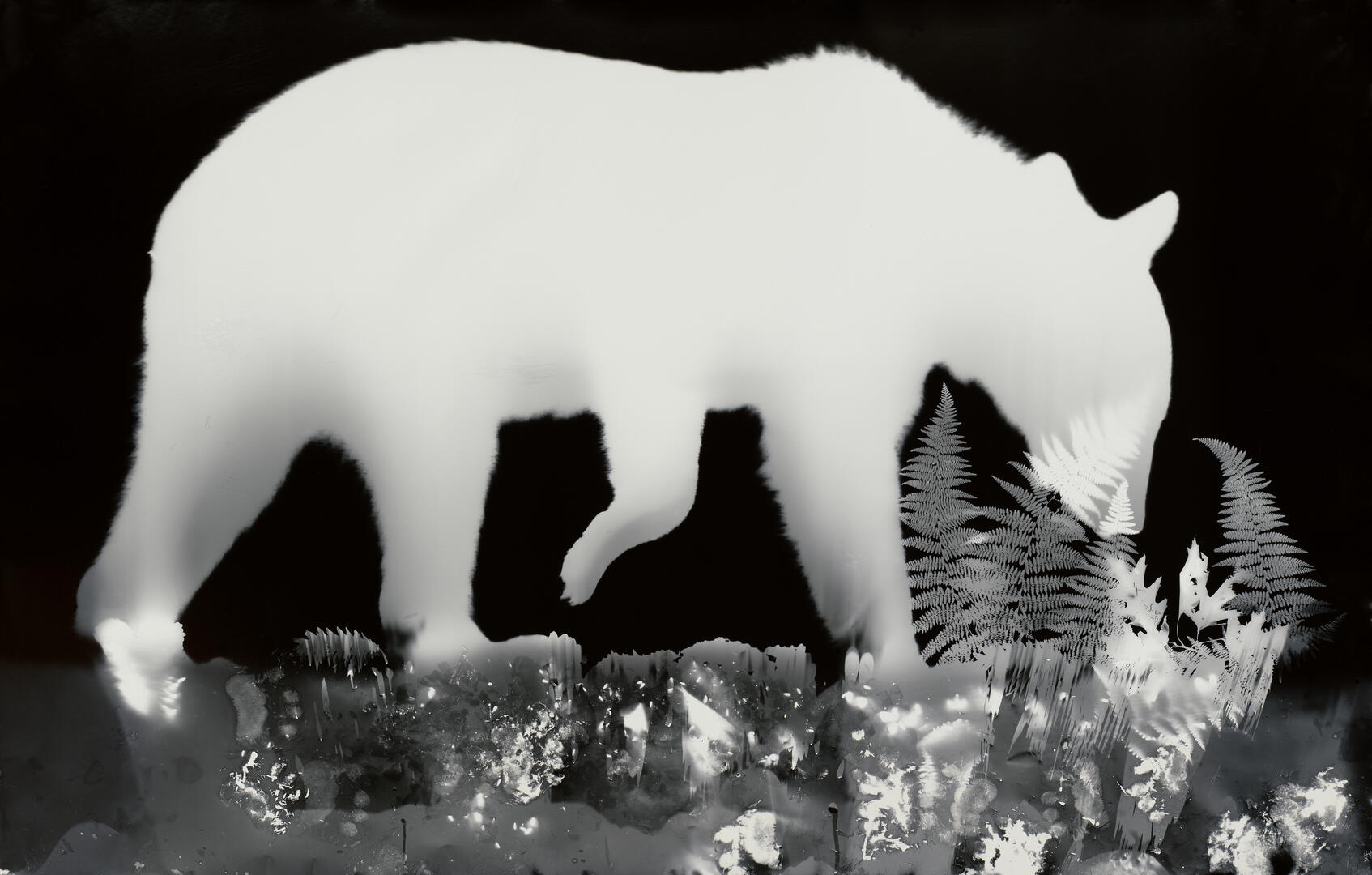 Photogram of a wild American black bear, New York State, 2019, 54 x 85