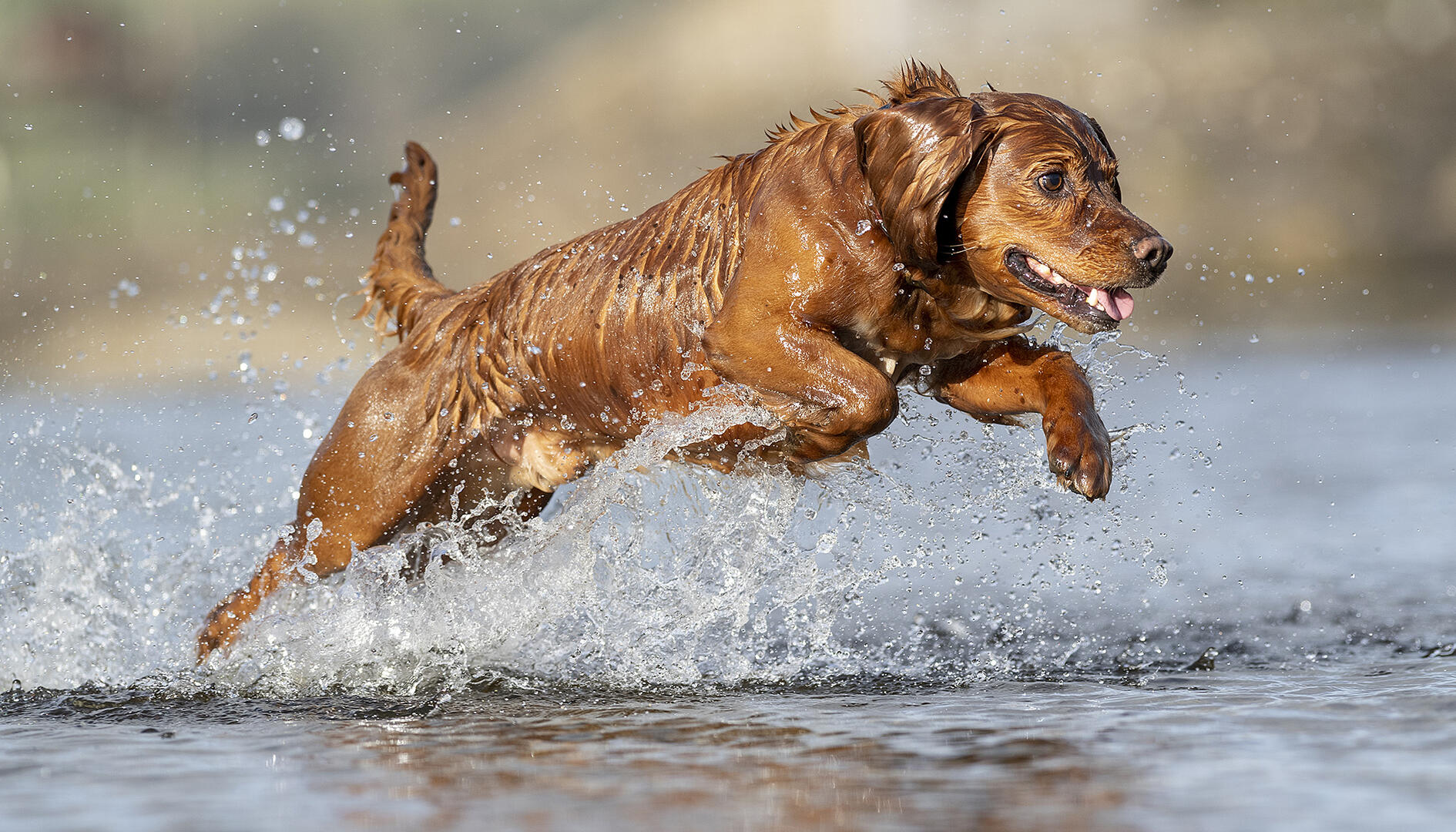 Crowd results | Dogs - Animals photo contest | Photocrowd photo ...