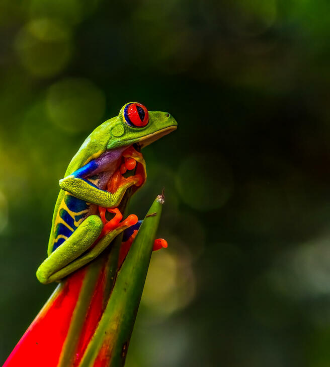 Brief and entries | Frogs and Toads in Nature - Animals photo contest