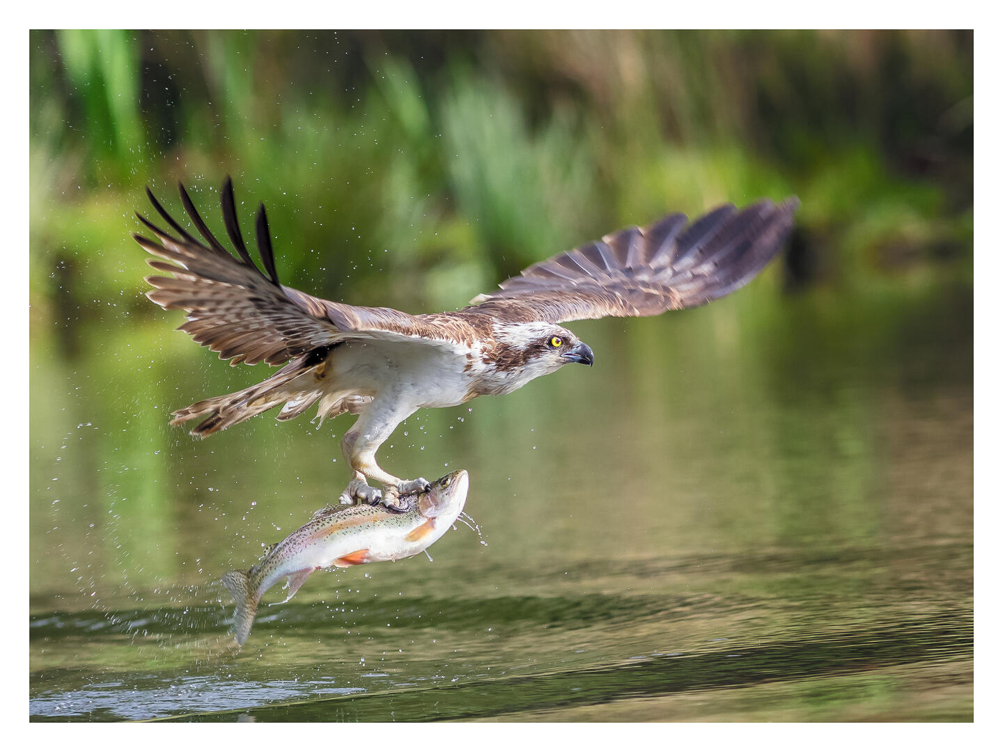 Brief And Entries Birds In Flight Bird Photo Contest Photocrowd