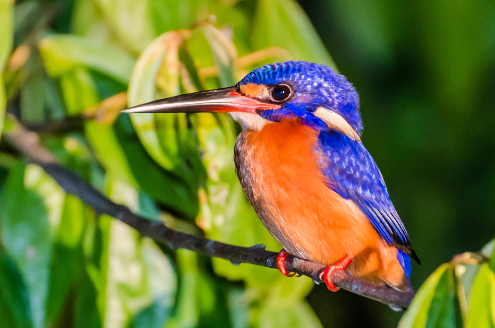 Photo entered in Flamboyant Birds | Photocrowd photo competitions ...